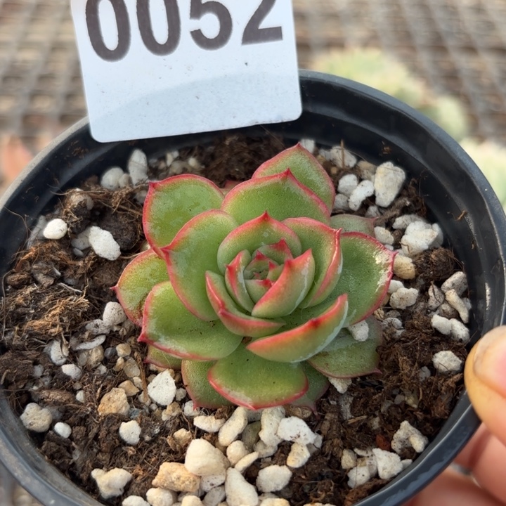 多肉植物满18包邮当场凑单