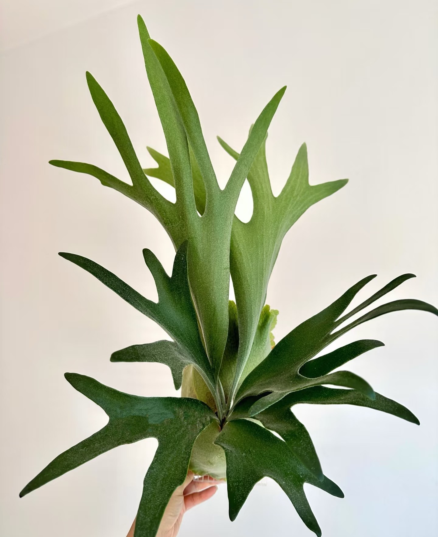 鹿角蕨室内美观高端盆栽适合散射光养护多年生