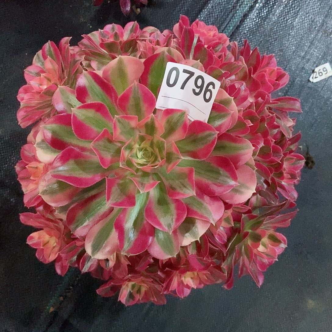 红陶莹*0796女巫4多肉