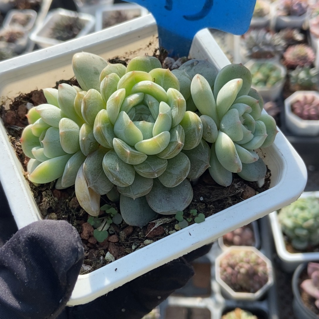 3白恋多肉植物多肉