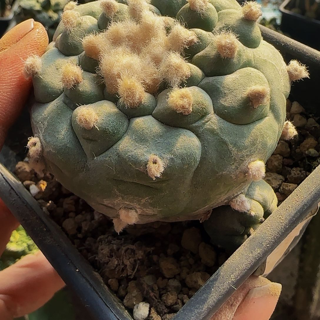 白肌葫芦832萝卜根