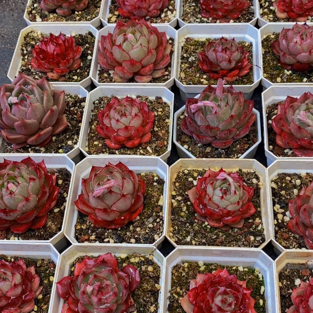 小**资435多肉植物保护皮肤