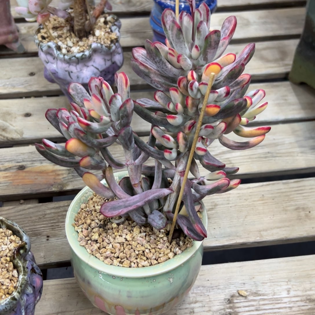 帮一位福娘锦18 零零多肉植物