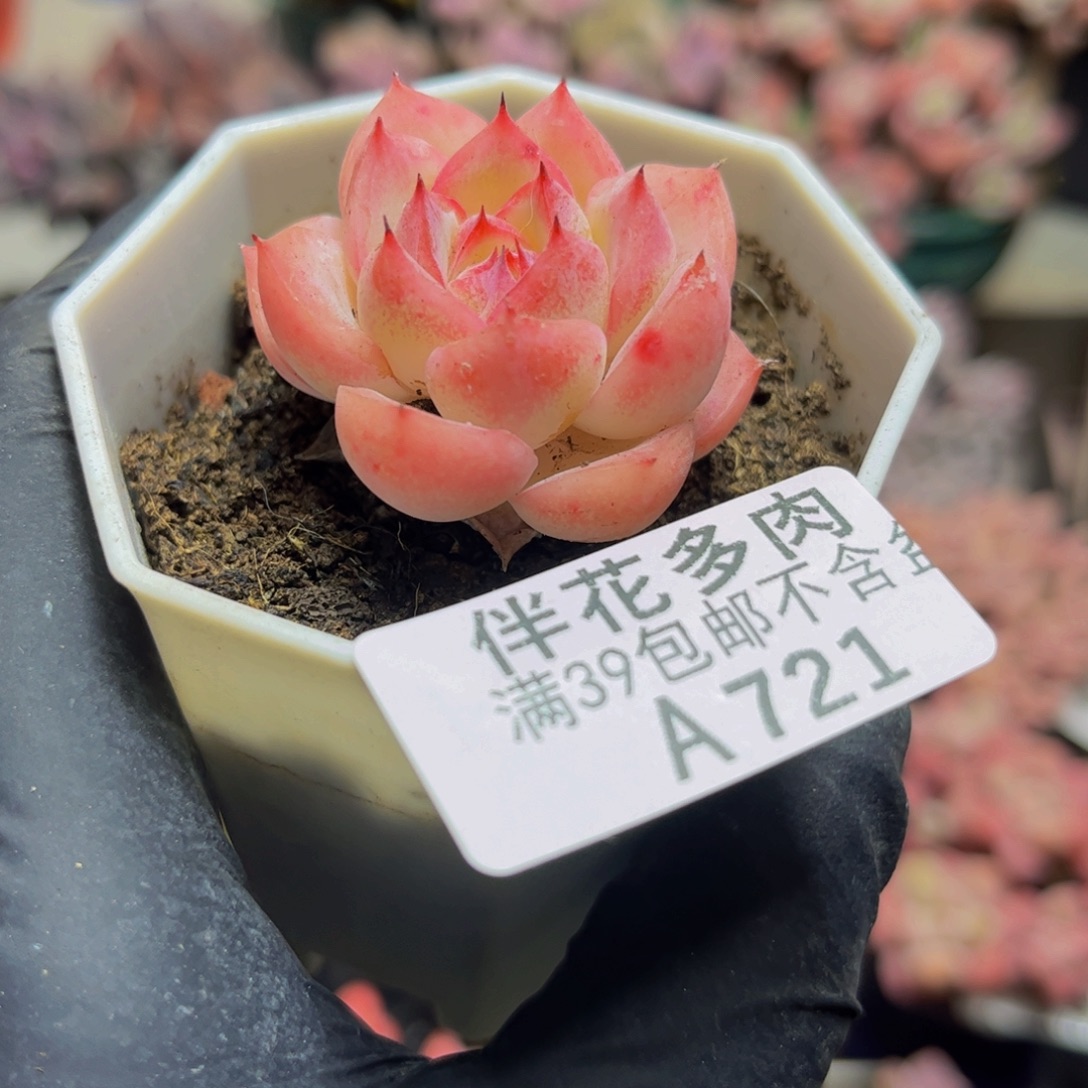 721法兰西玫瑰4厘米多肉