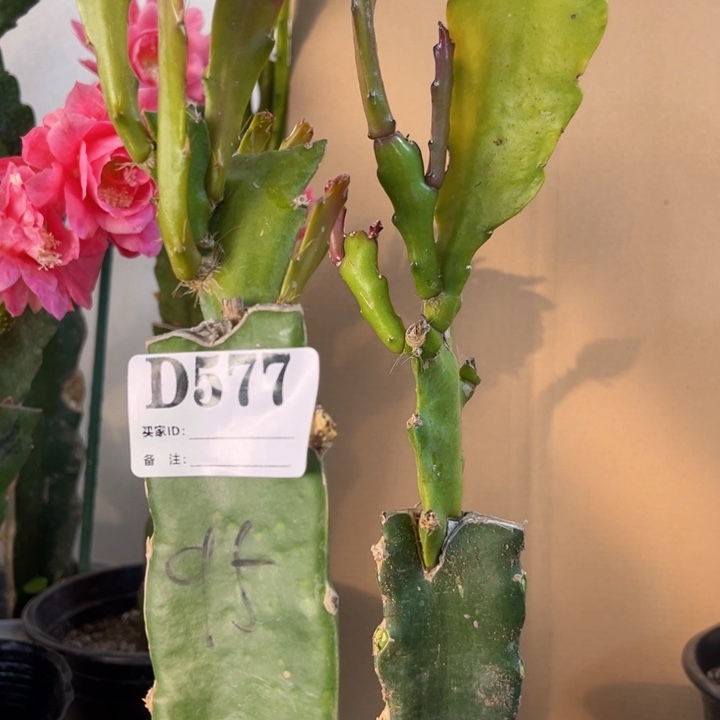 当前无花栽培后可以开花577