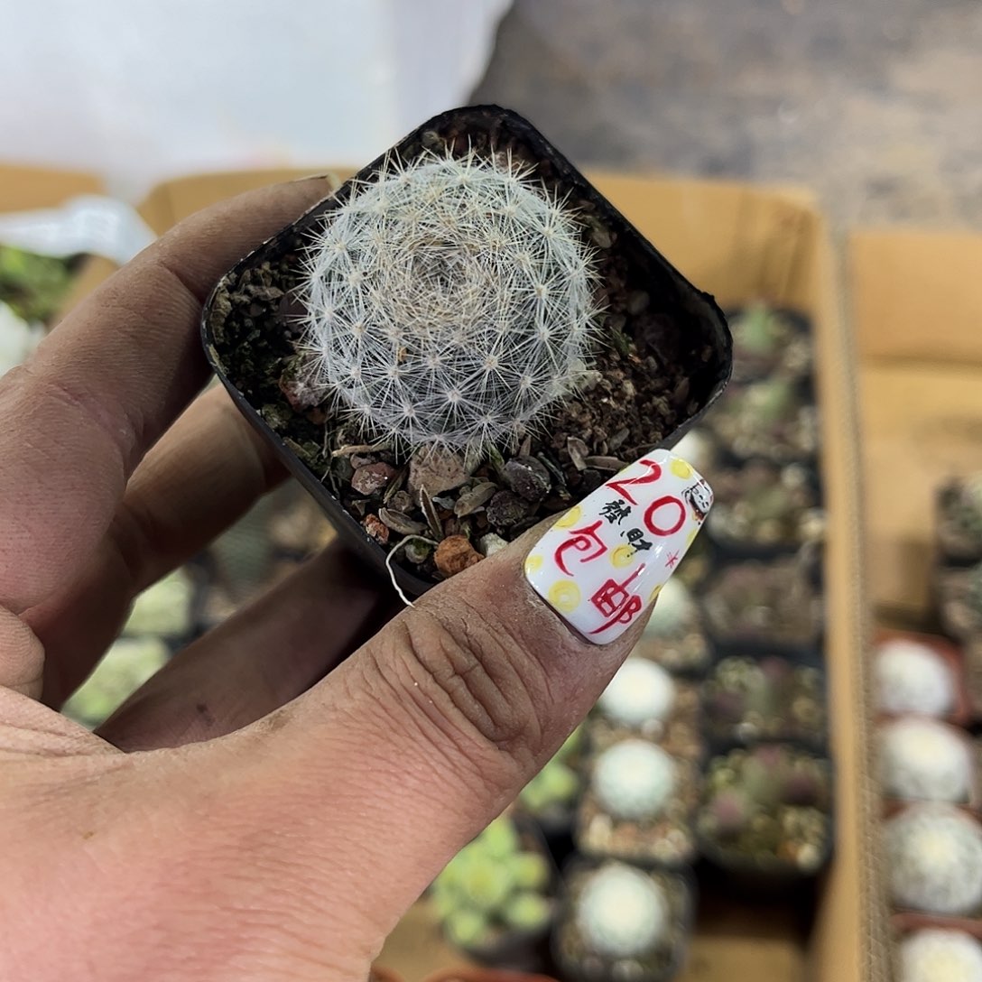 满月单头发货有根发货