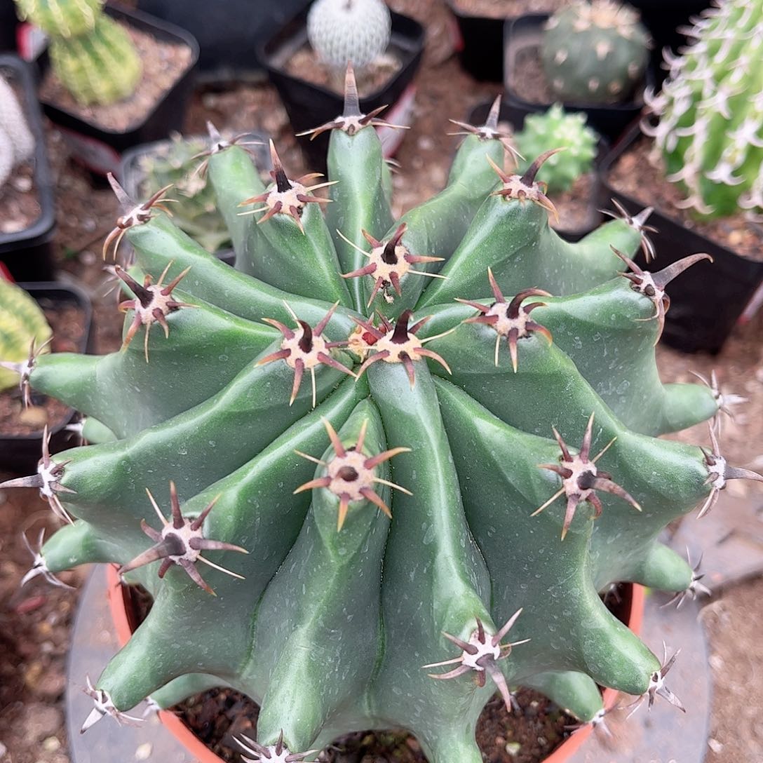 好次龟甲拒绝与一一一一