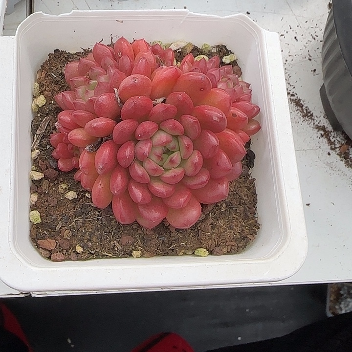 青蛙王子儿童牙膏套装11