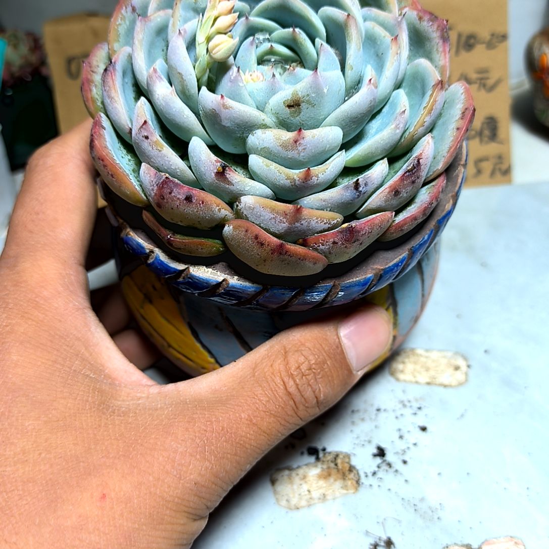 满6元包邮，粉水晶大颗