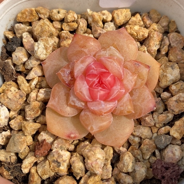 1211-576，糖心多肉双头