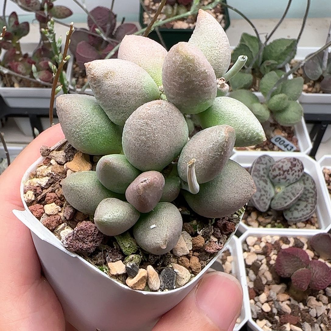 哈服霓裳水泡多肉植物