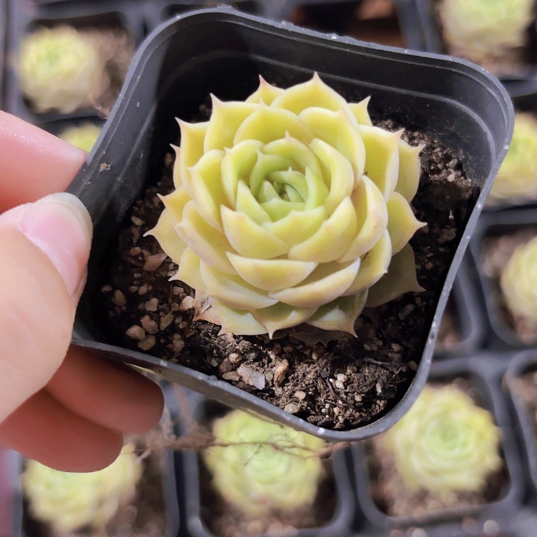 精品昂斯诺多肉植物