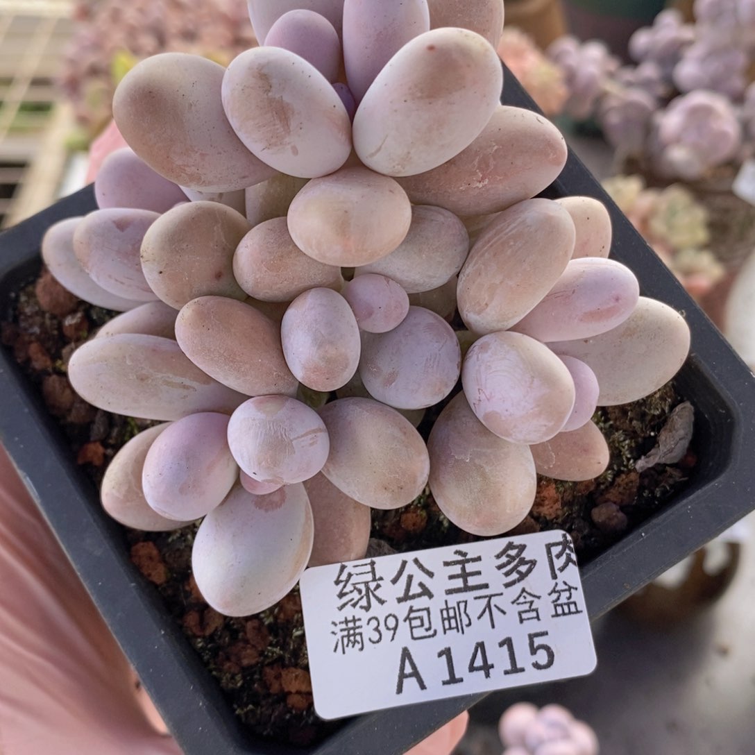 水光针奶酪8cm1415多肉植物