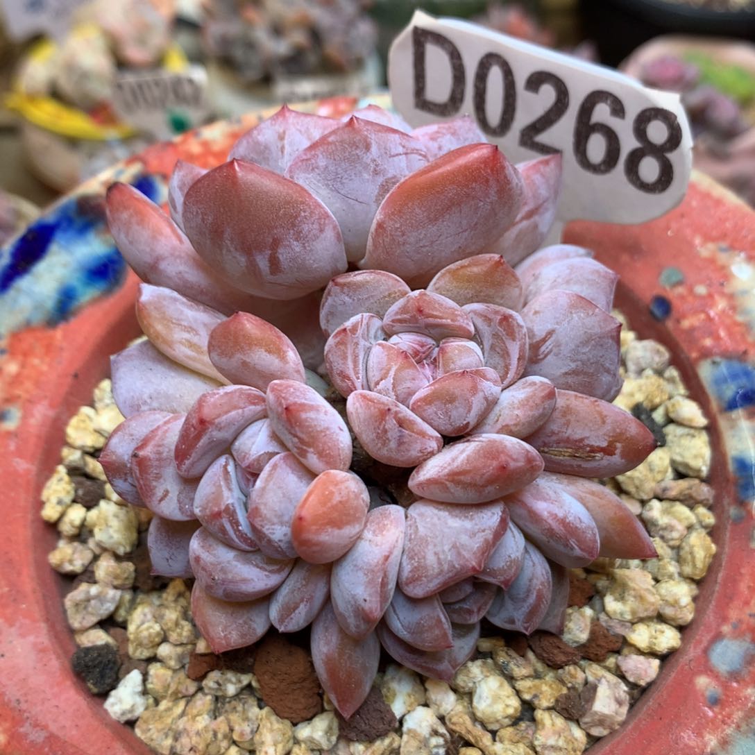 D0268 橙子优选 S108橙子