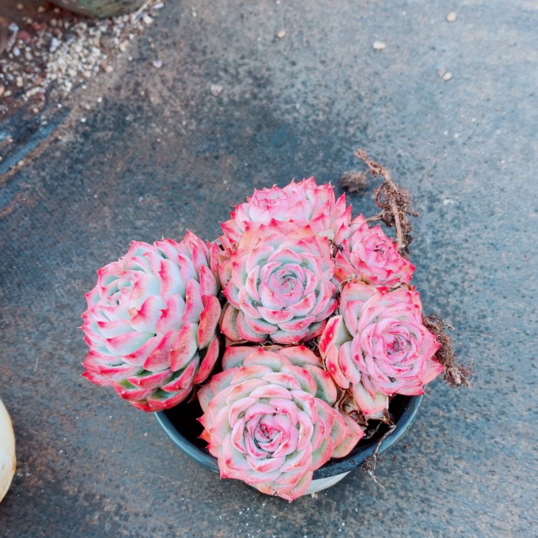 法兰西玫瑰一颗的