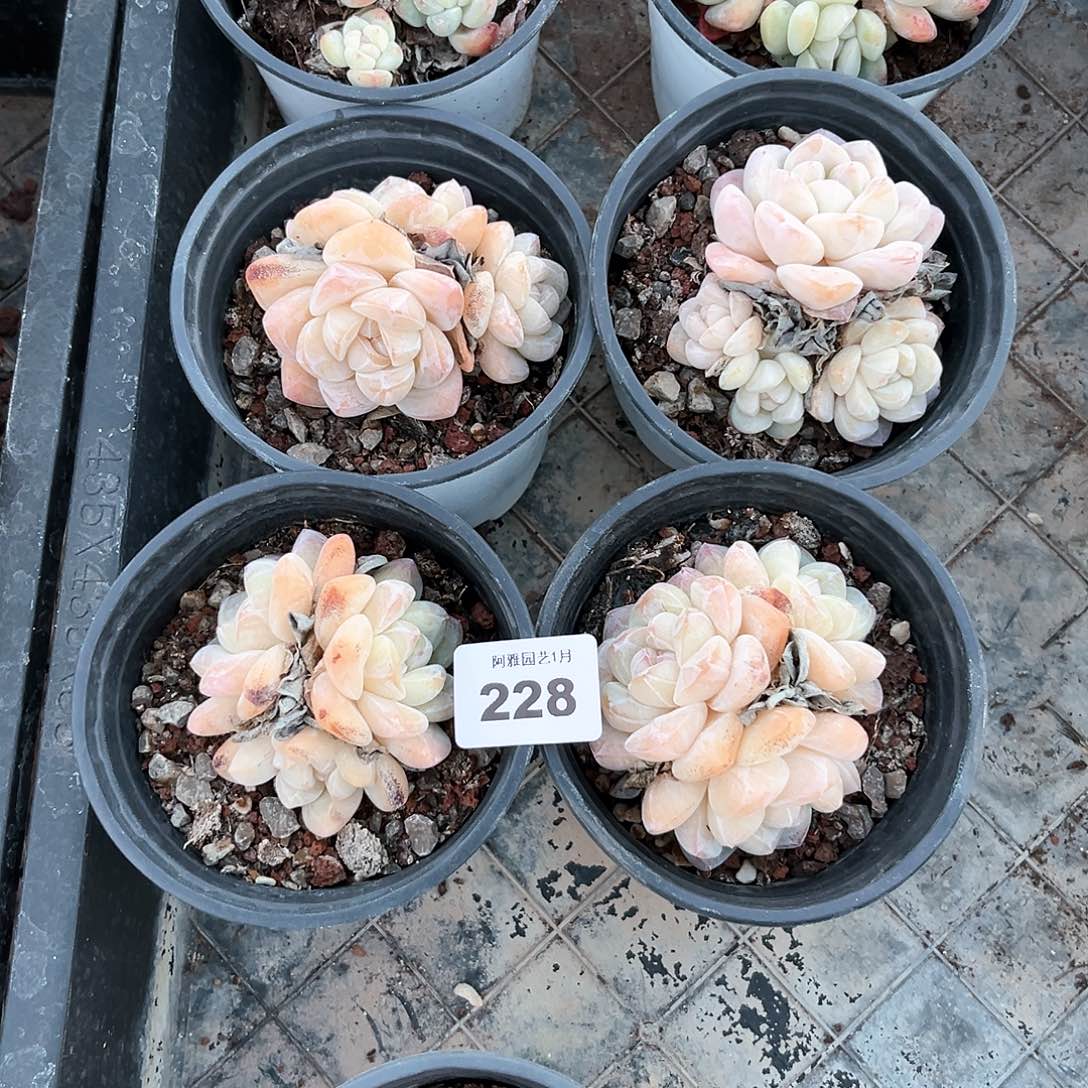 阿雅园艺。    脱土发228