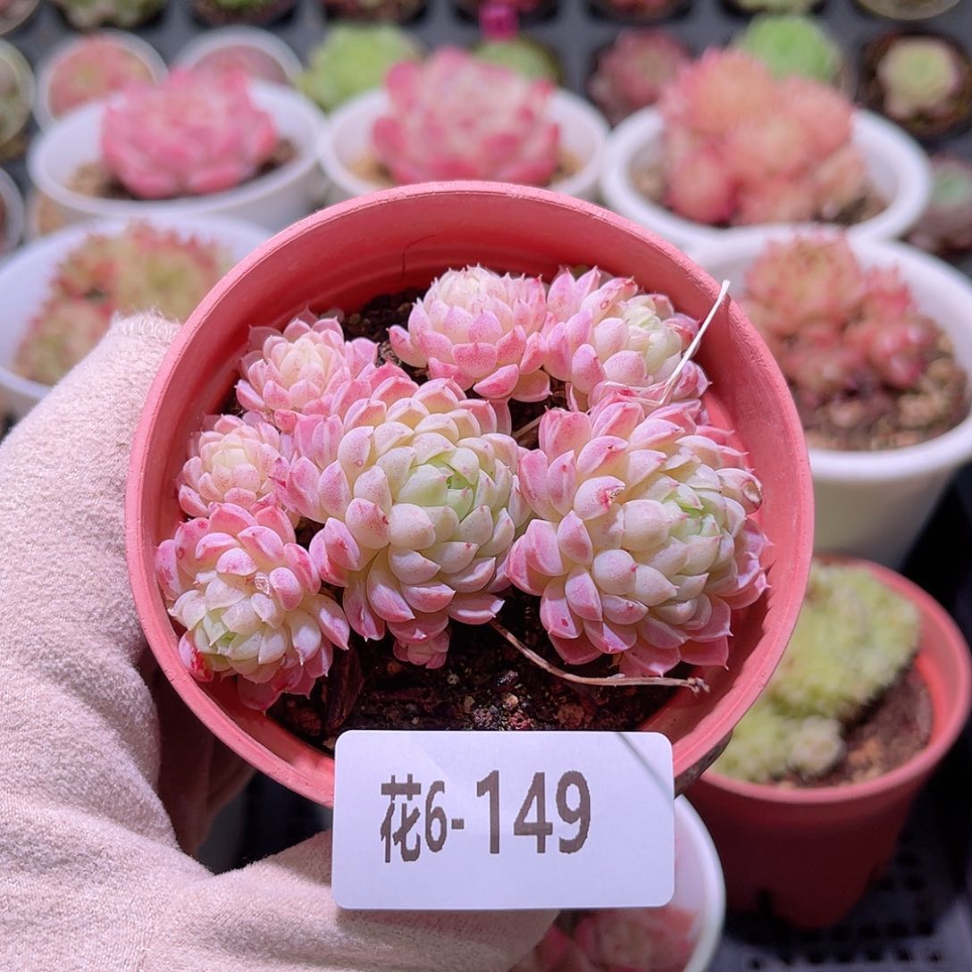 花利美6-149羊脂球