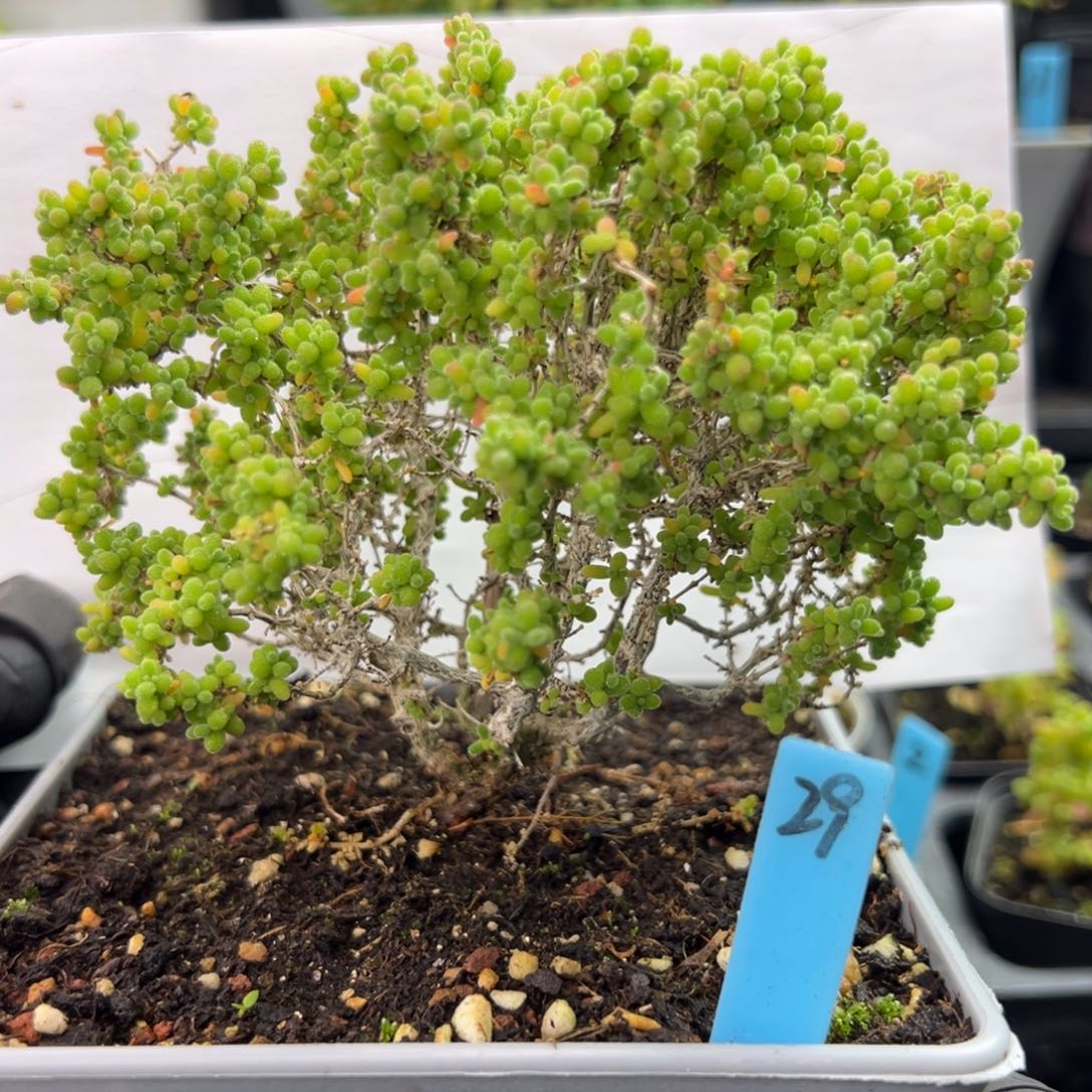 老桩造型款小小米29号