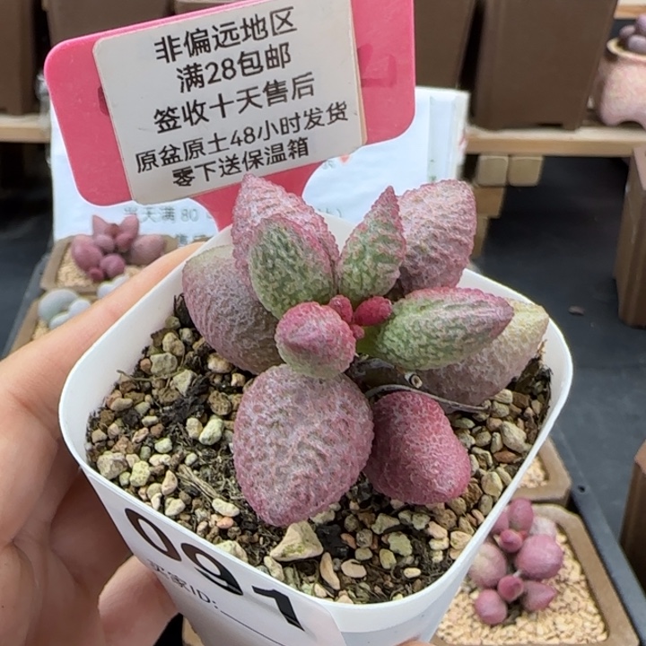 091糖果多肉植物的