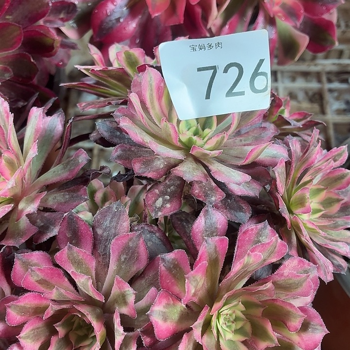 726号一物一拍1颗