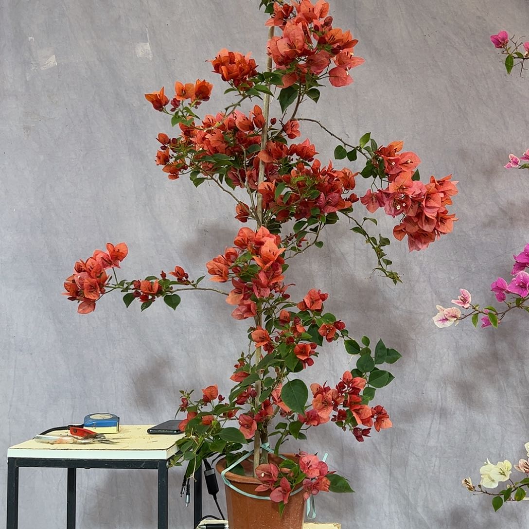 大量花朵（建议范围：8朵-15朵 或40%以上）不甜西瓜