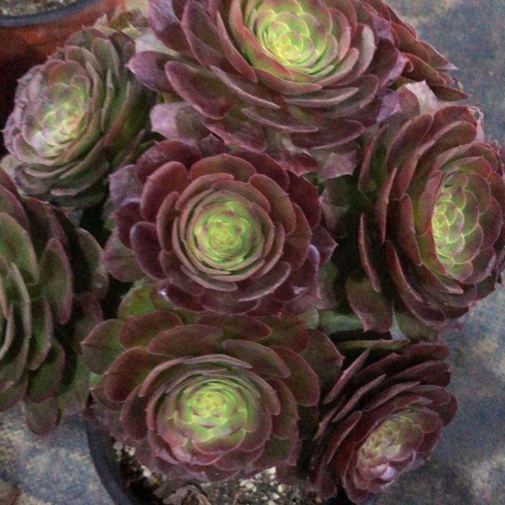 万圣节多肉8760000000