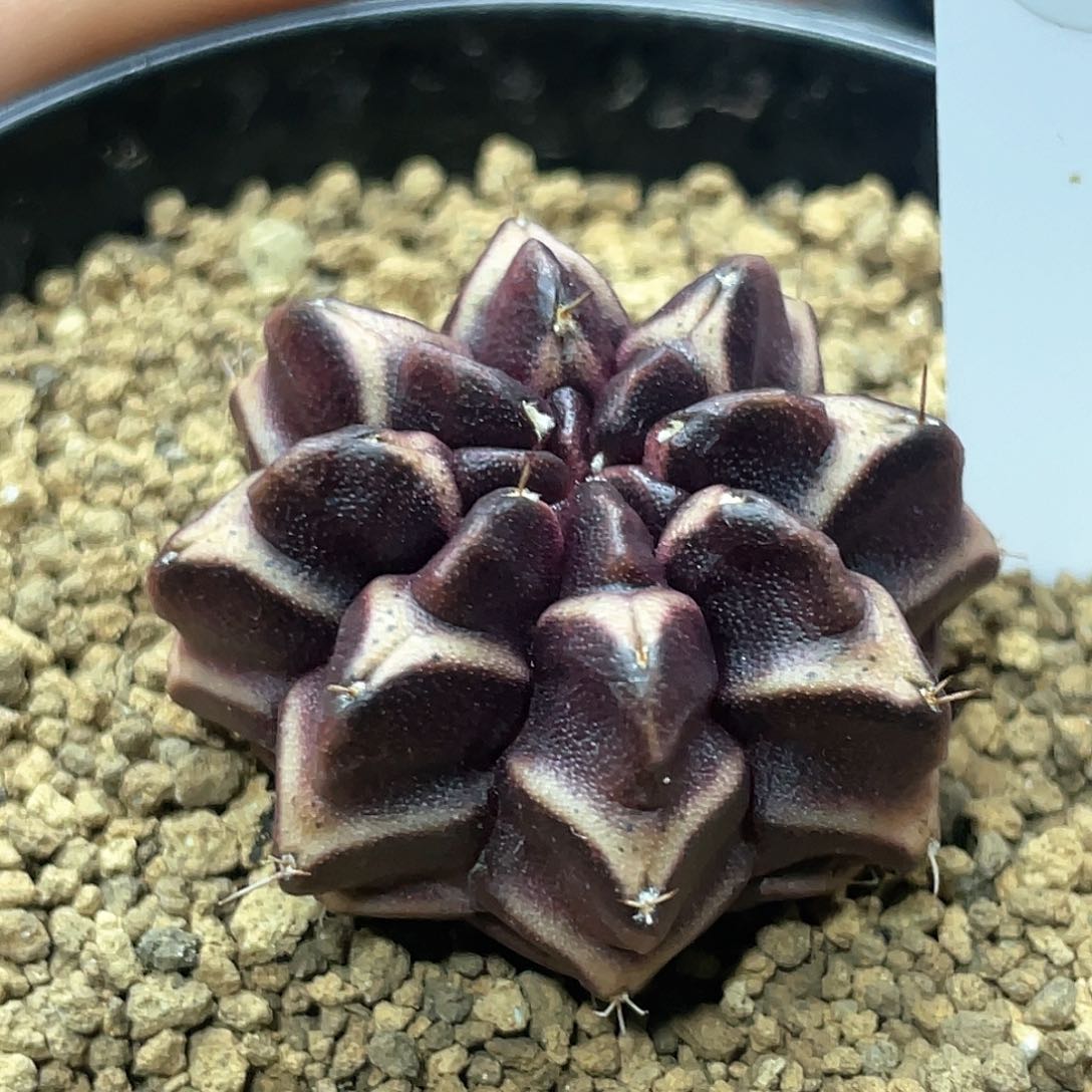 泰系实生根，梦想