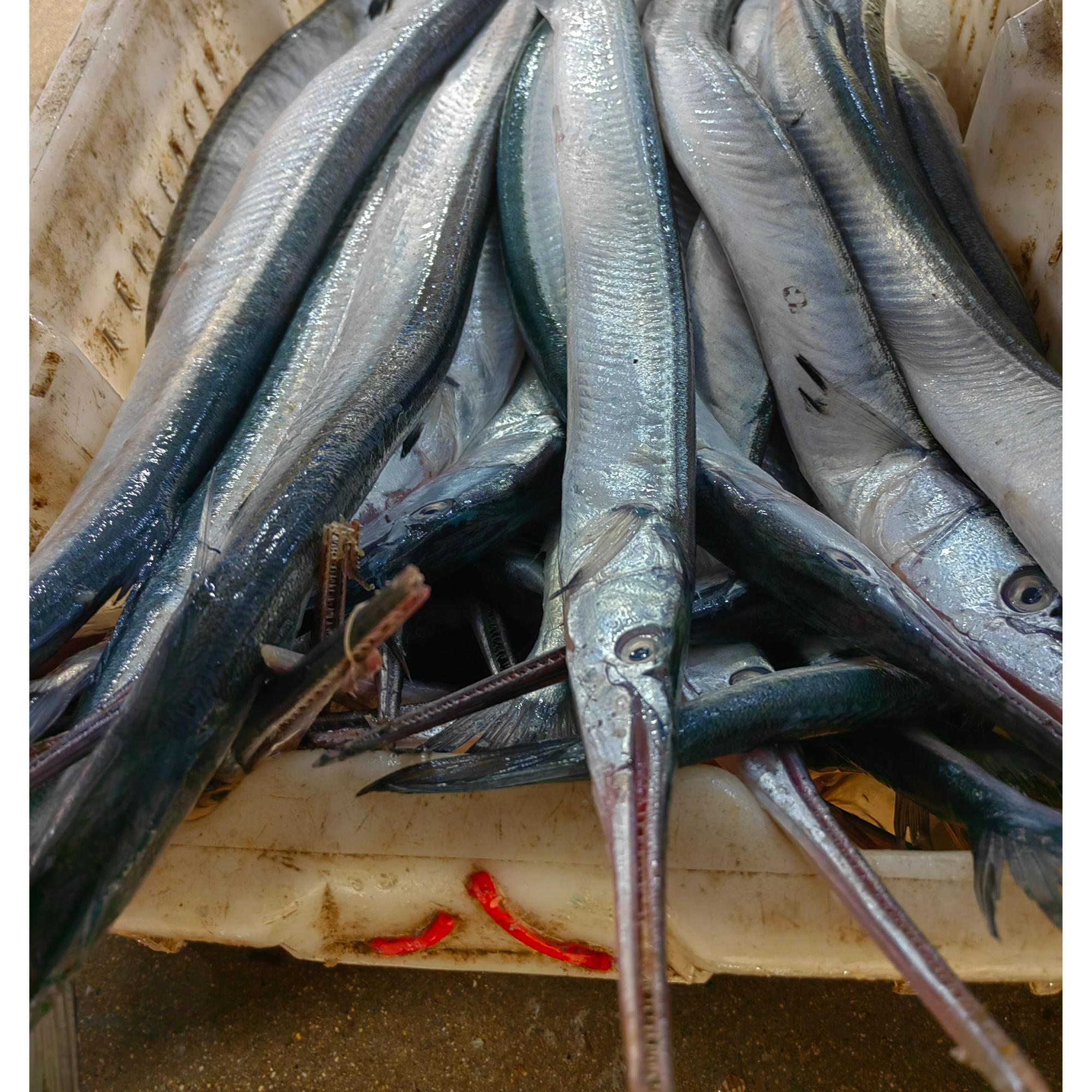 针良鱼-绿骨鱼，单条1斤左右（四斤起）新鲜发货，顺丰包邮