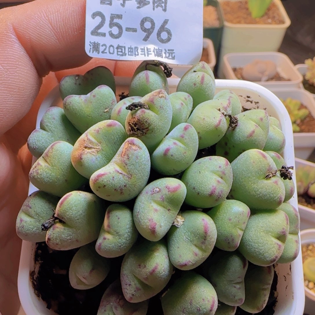 口滴带盆土发货。       