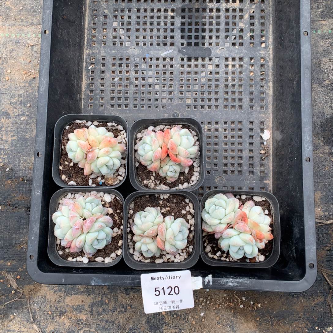 特5120冰玉三头5厘米5颗一组脱土发