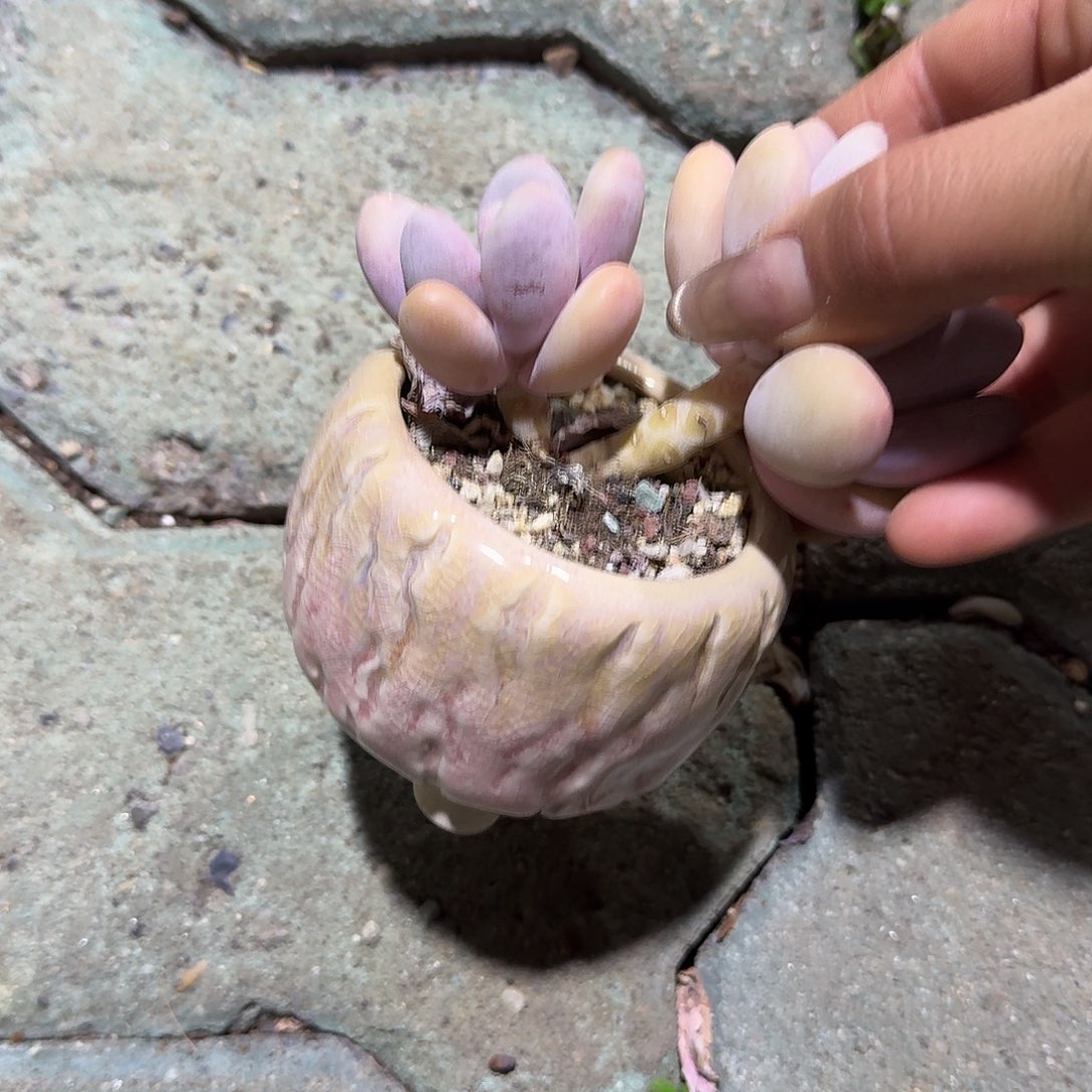 大爷奶酪双头带盆多肉