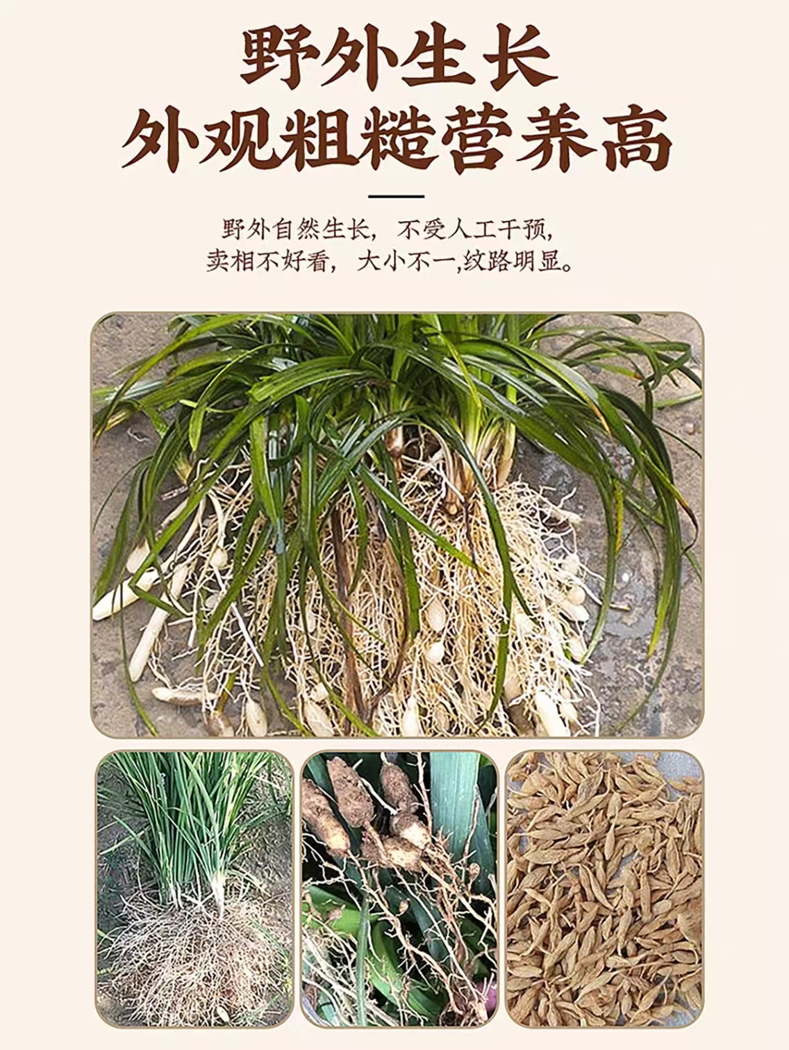 【阿依山货】（野生红麦冬）可搭配枸杞泡水1