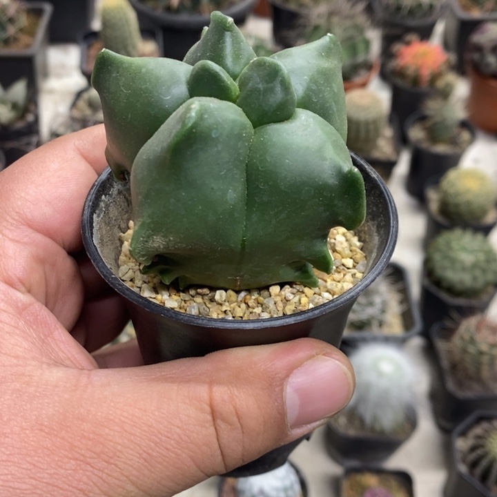 实生龟甲特价福利