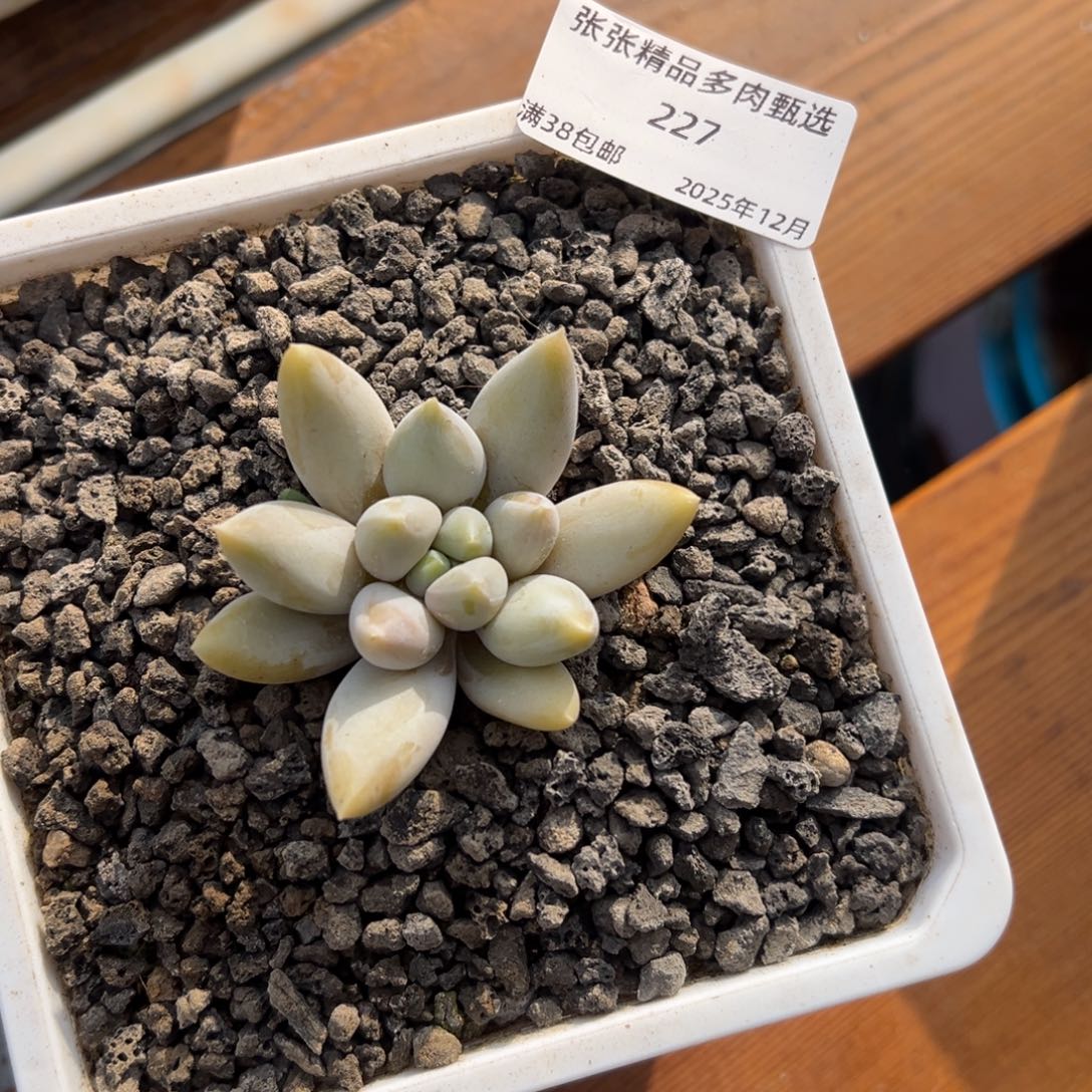 张张精品多肉甄选227