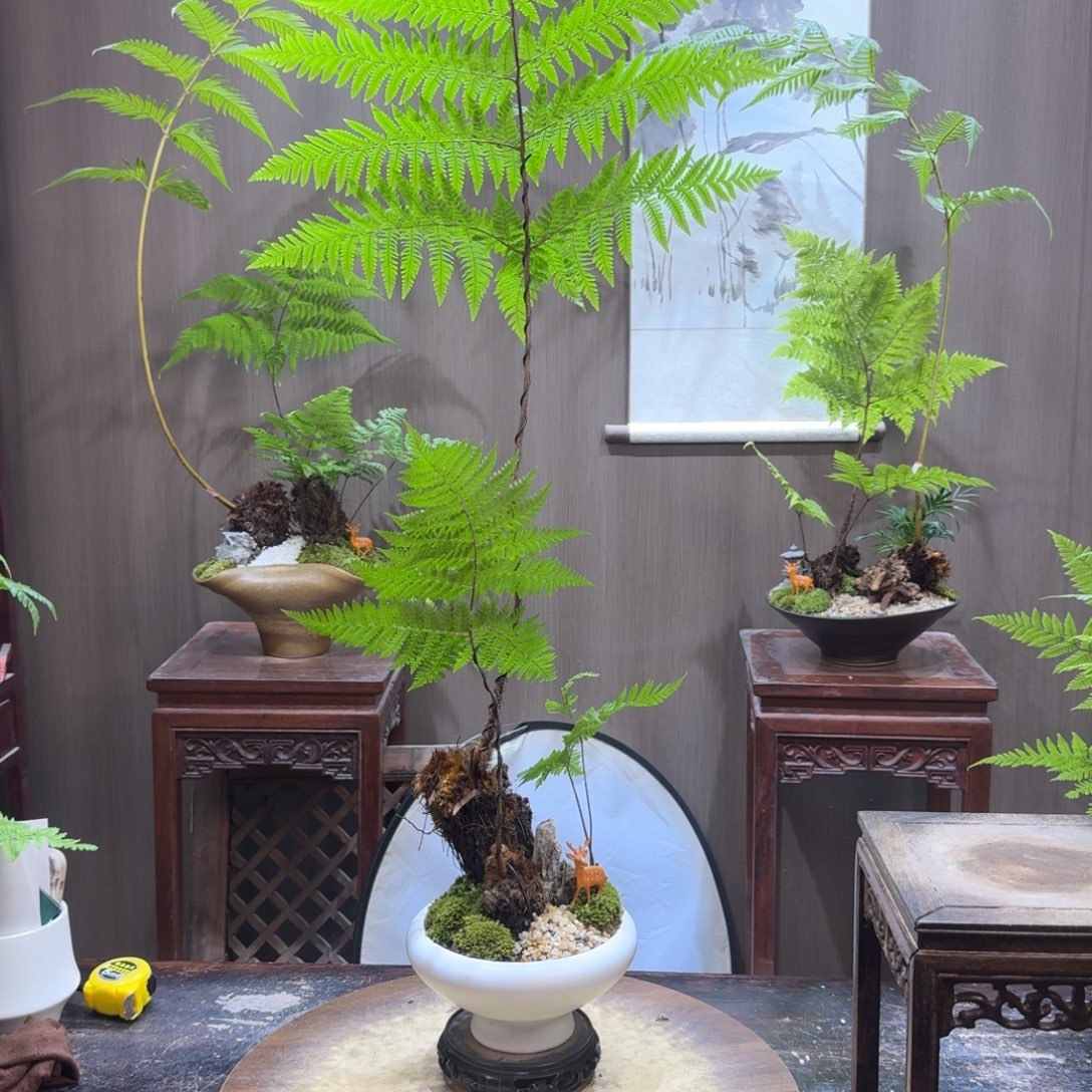 s***y无花朵蕨类植物一物一拍