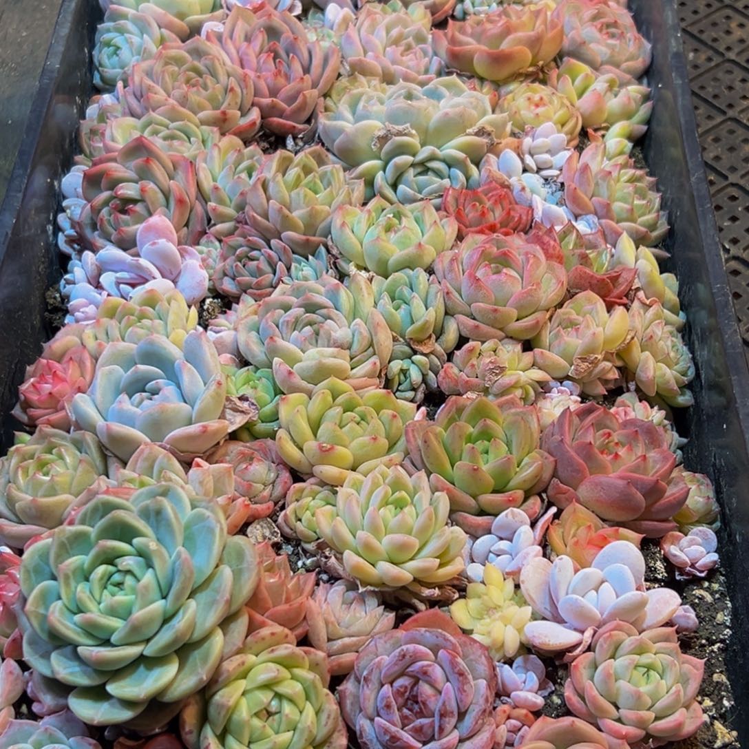 629多肉葡萄的味道是真的