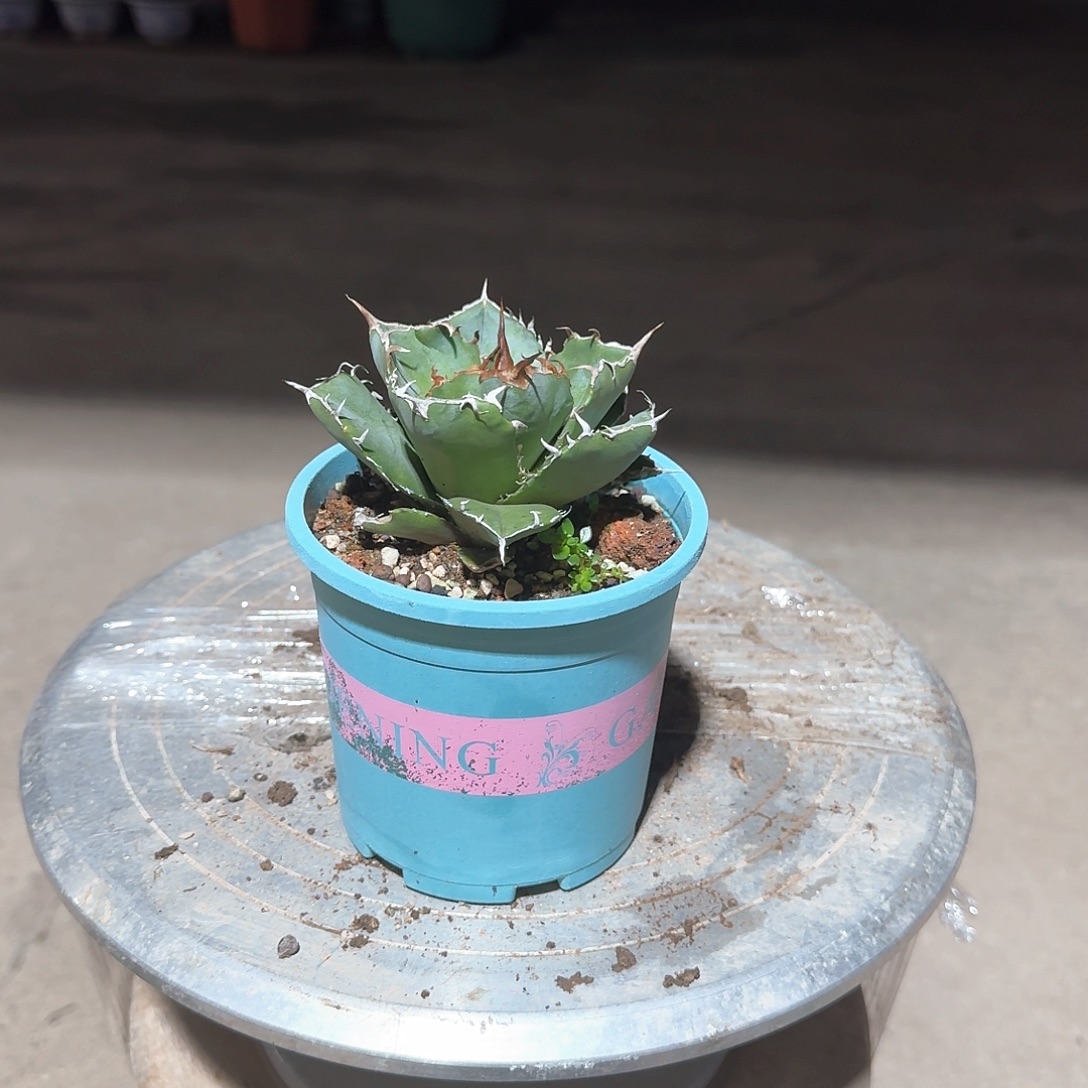 正版白鲸仁王冠龙舌兰