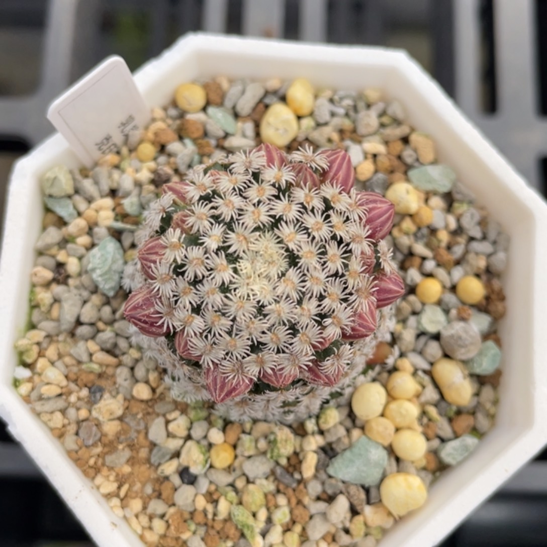 克氏丸          实生根