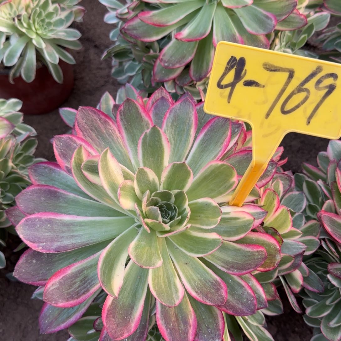 4-769--+多头多肉植物海王