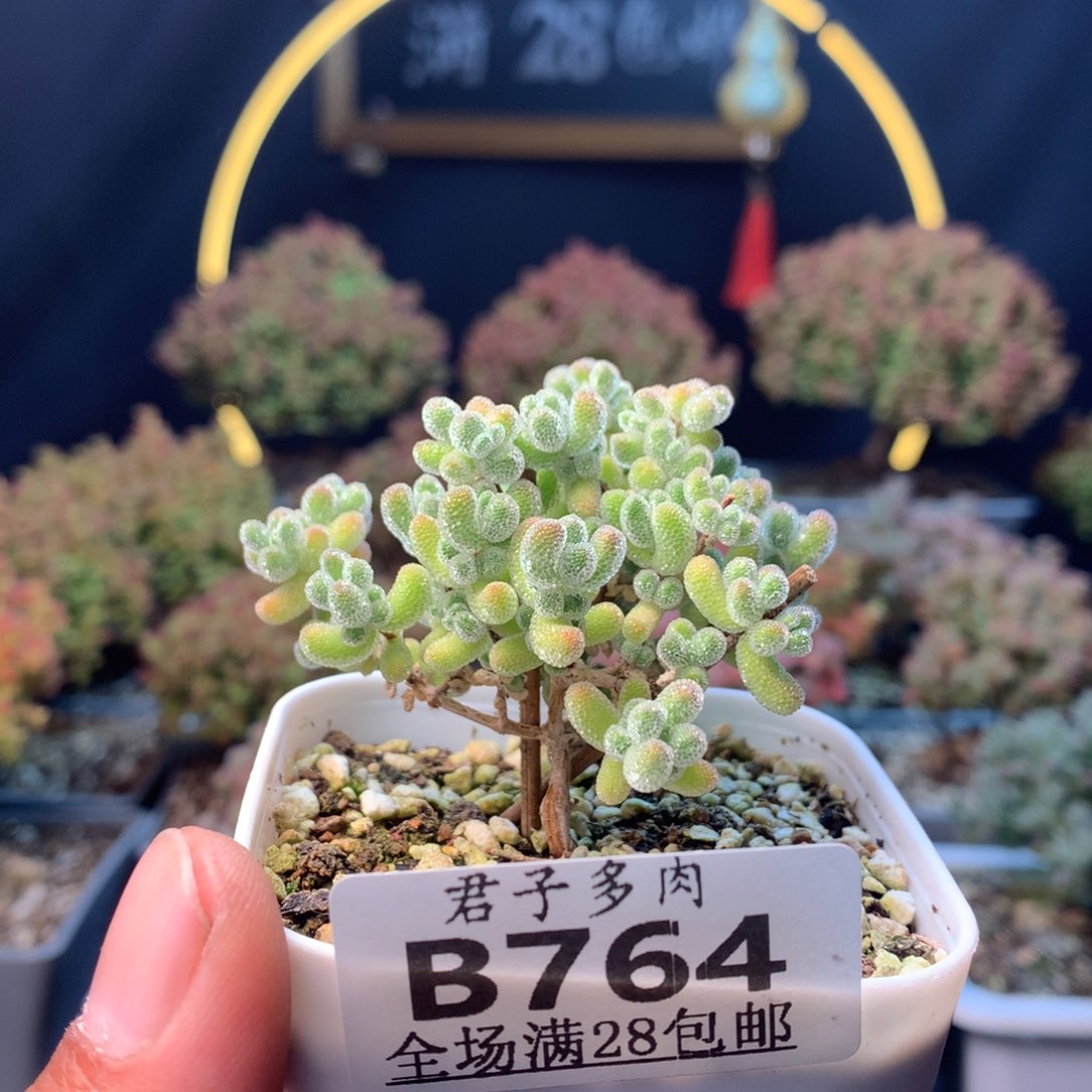 ?****?764实生冰晶。      