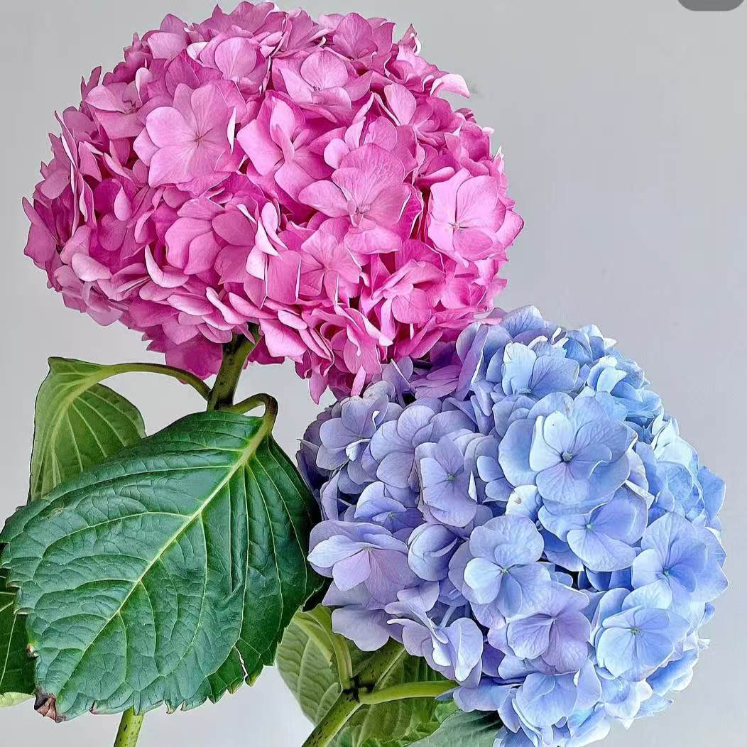 【绣球】1枝 冷丰鲜花基地直发