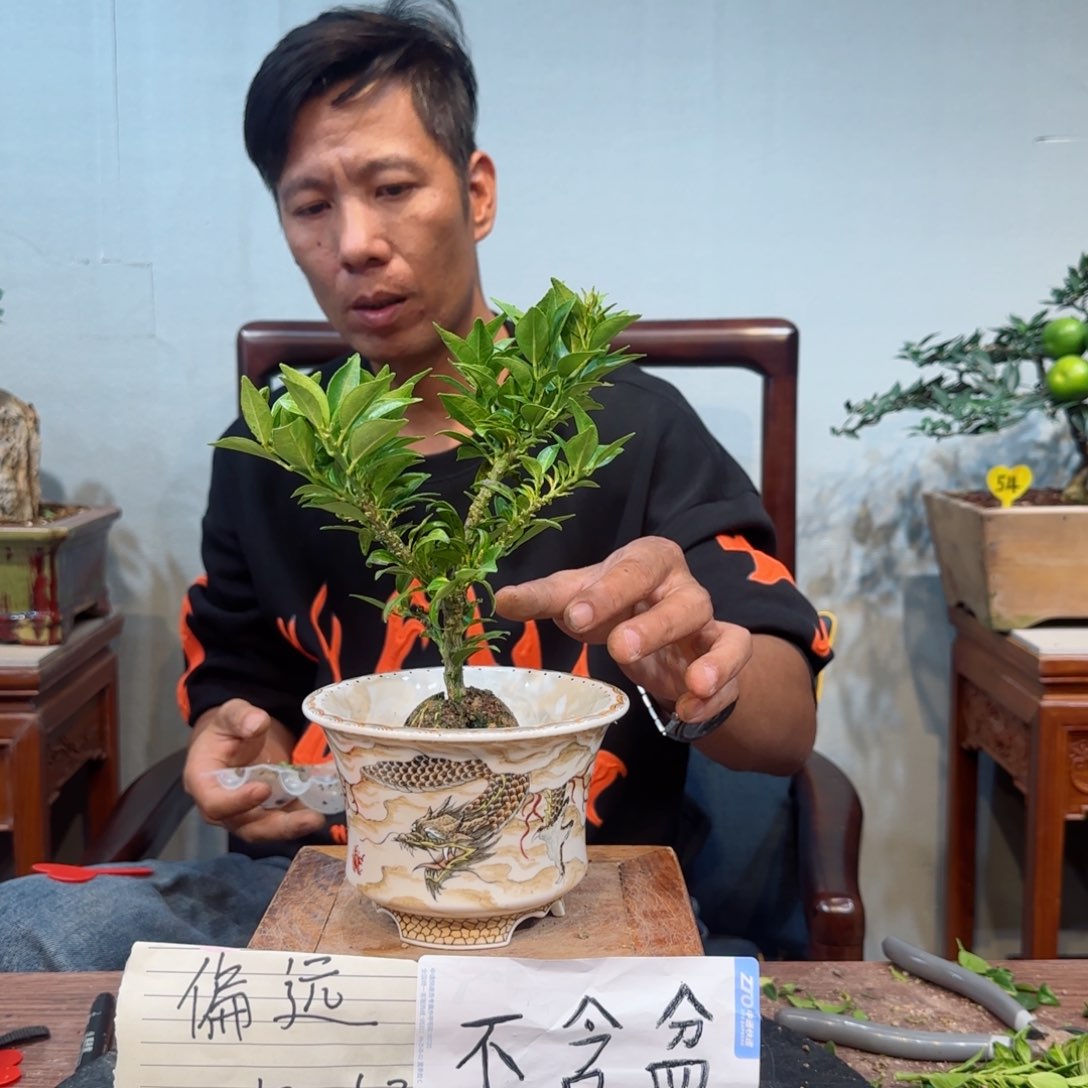 当前无花朵，栽培后可花朵用****7