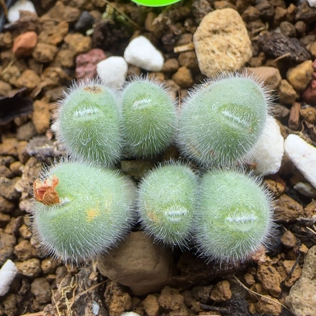 小美毛球群大母本381