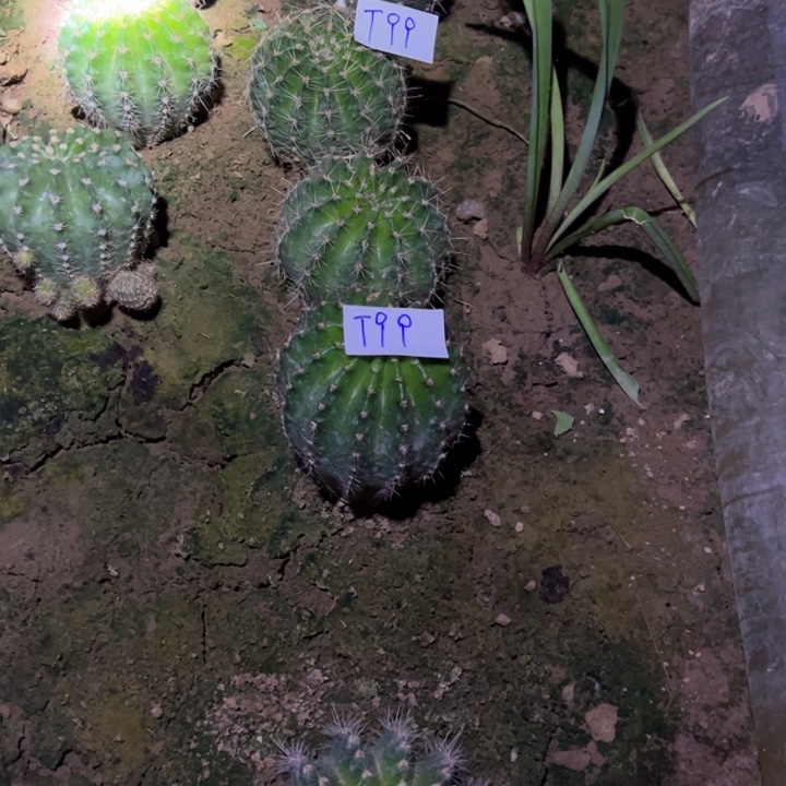 双****T99三颗实生彩草30