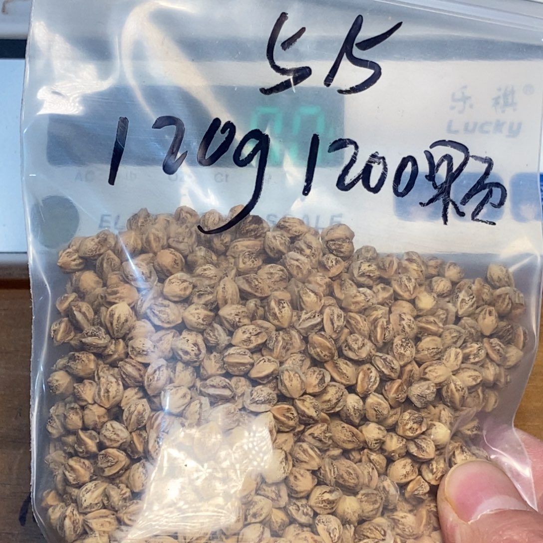 柏香籽/百香籽吊坠