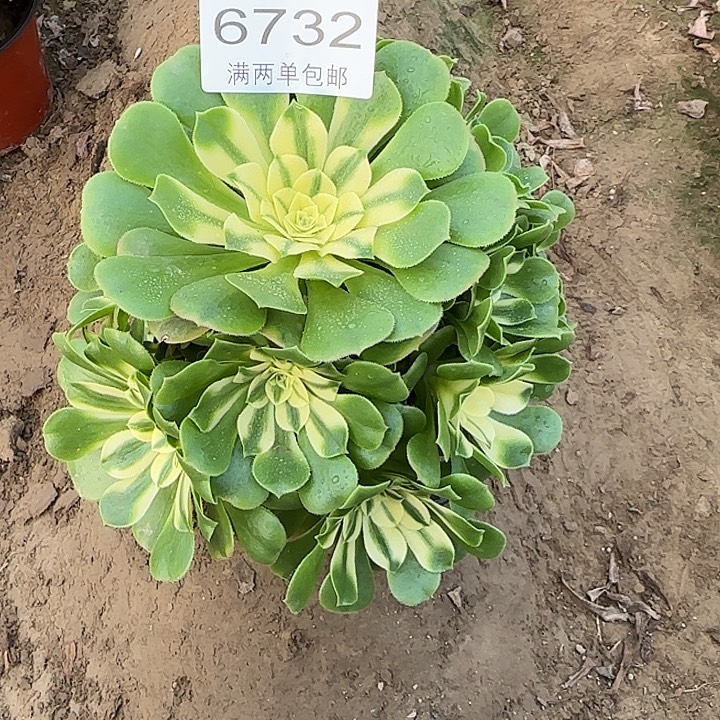 6732辛尼亚多肉植物