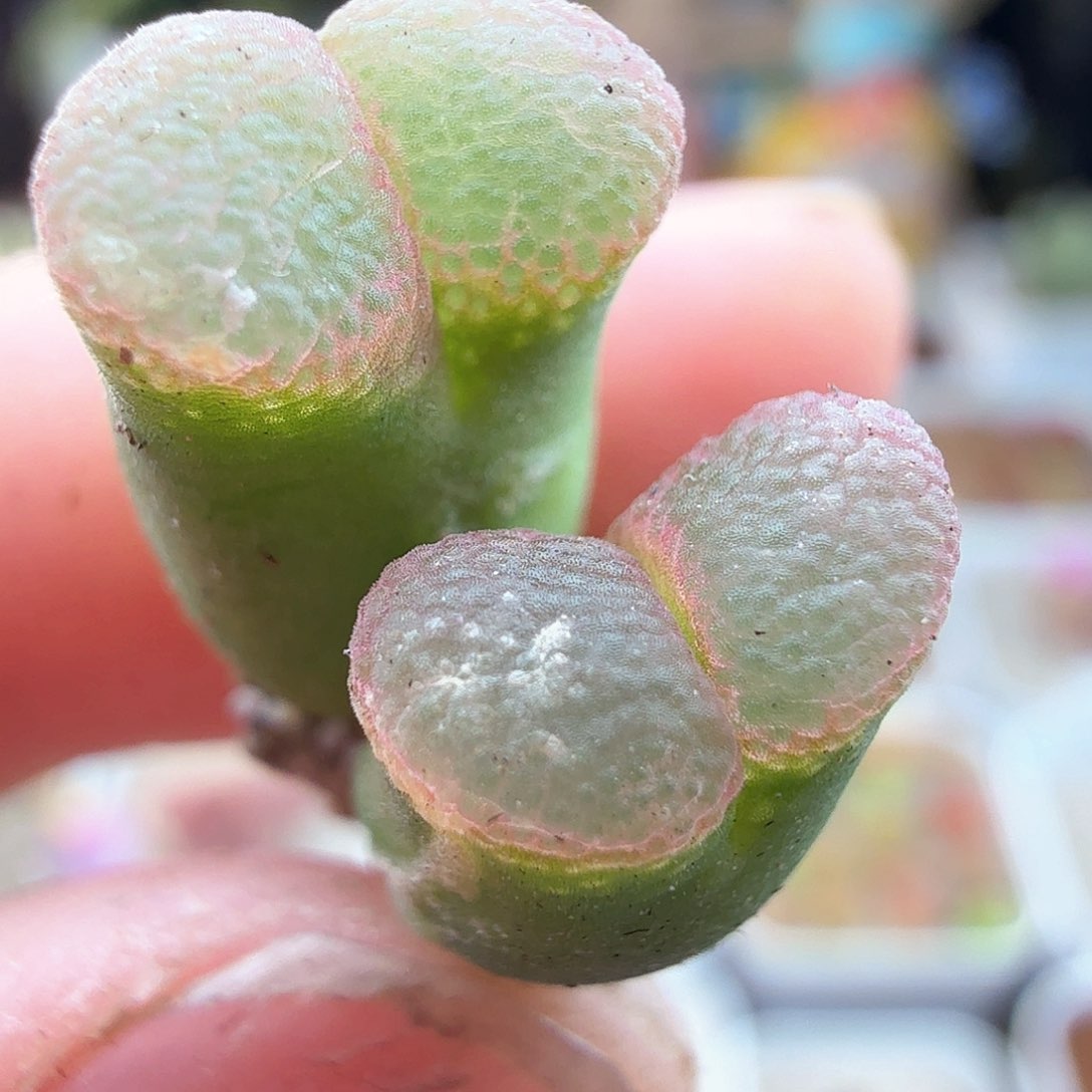 3.17.49/1453.9粉樱微瑕