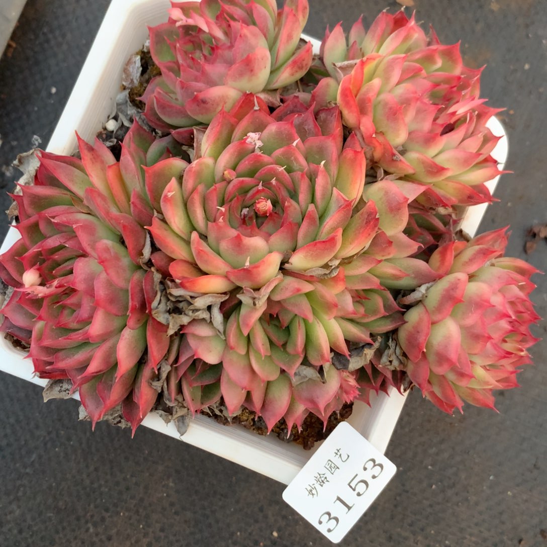 3153杂交精品基地15厘米