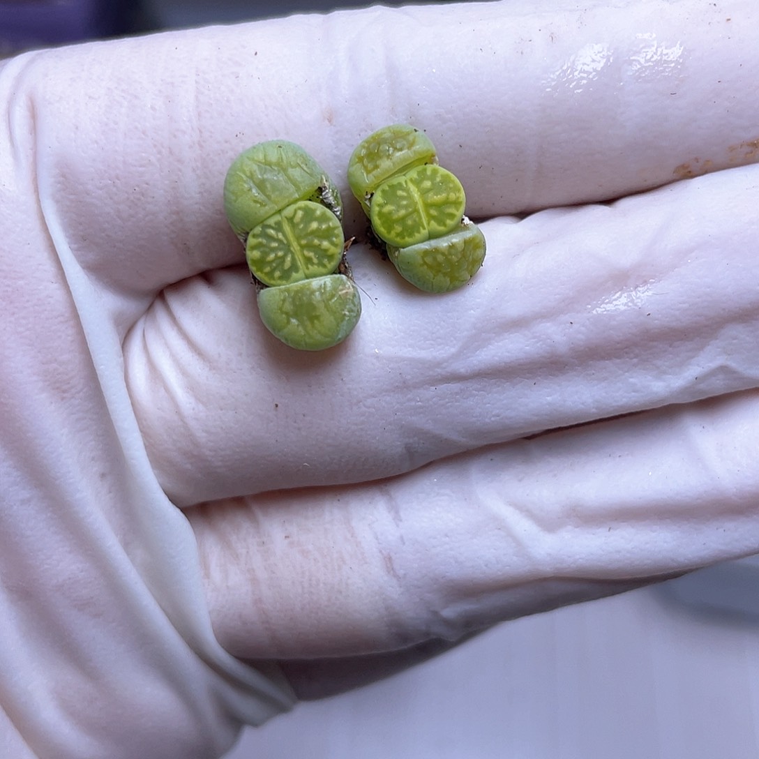 132号 绿菊88888888