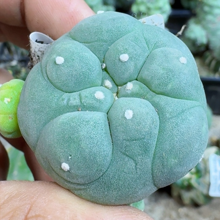 福利自根大尤翠597